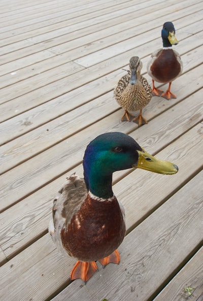 Three little ducks on the surface of the wood
